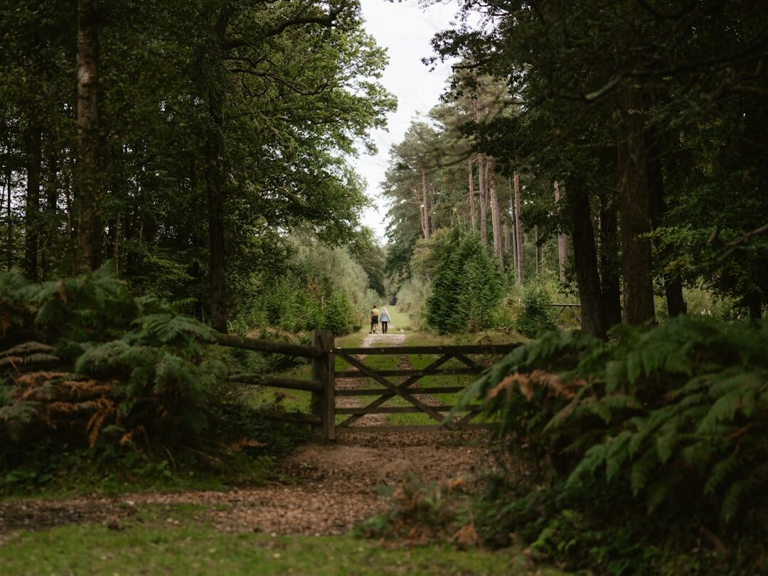 person walking in forest